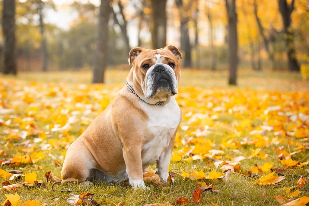 El bulldog de la universidad de Celaya crea sentido de identidad. Imagen ilustrativa.