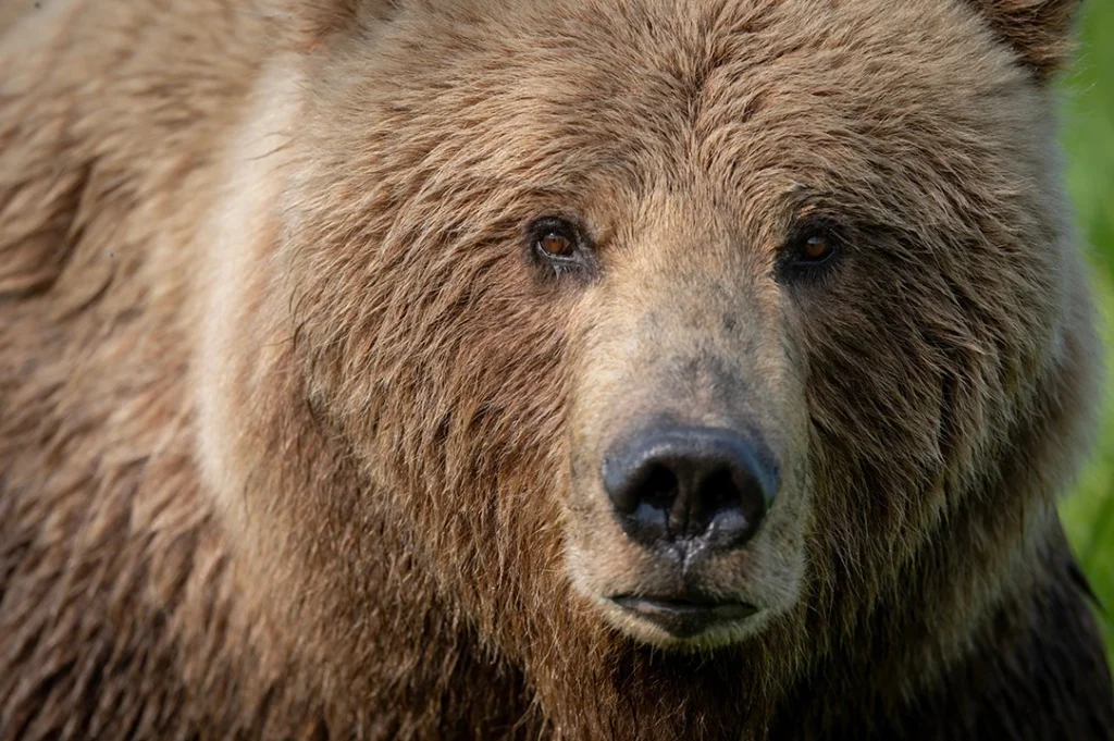 El oso de la UANL representa fuerza. Imagen ilustrativa.