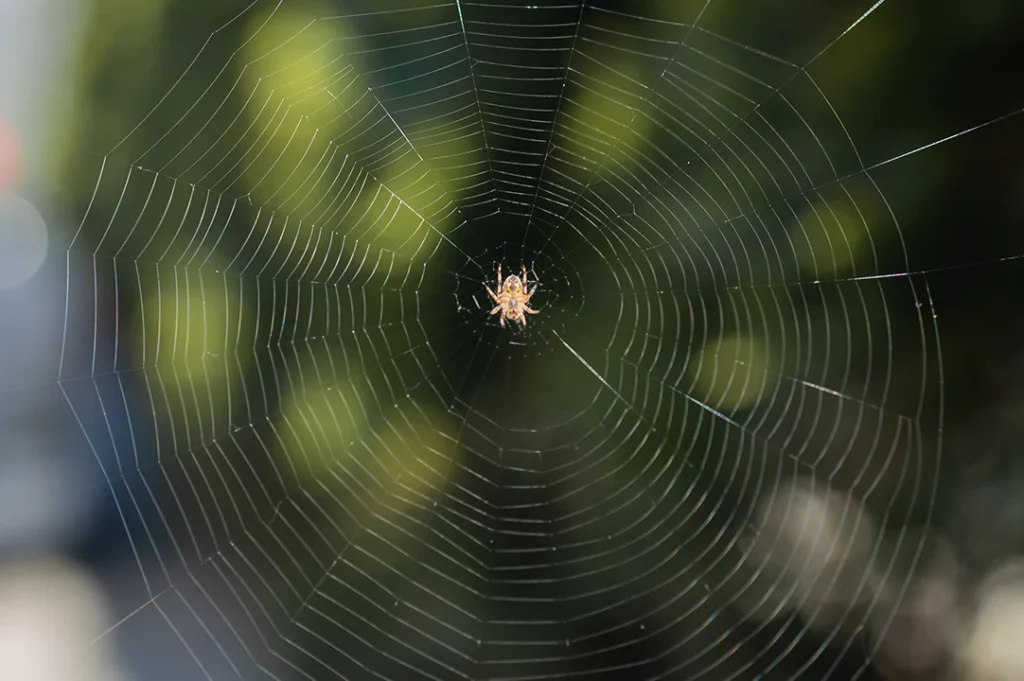  Una tela de araña es una obra maestra de la geometría en la naturaleza.
