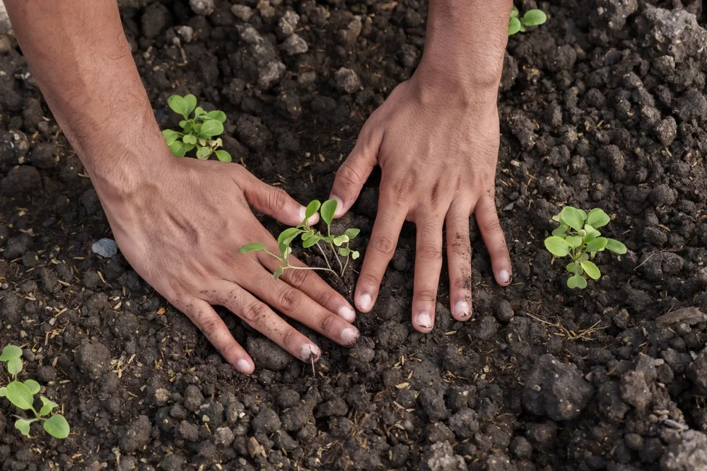 La reforestación es una práctica sencilla para combatir el cambio climático, ya que las plantas y los árboles retienen la humedad, previenen inundaciones y filtran el agua hacia los mantos acuíferos.