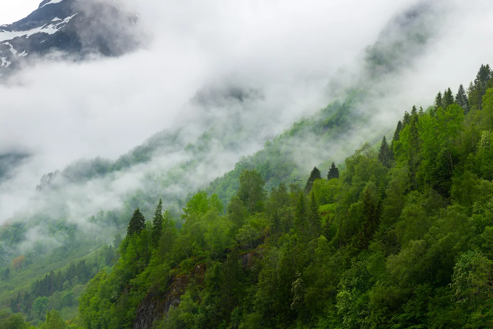La deforestación empeora el cambio climático, ya que reduce la infiltración del agua, además de destruir el hábitat de especies endémicas.